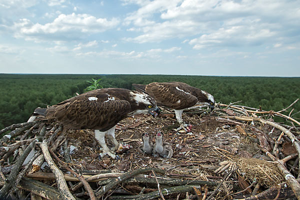 Fischadler (Pandion haliaetus)