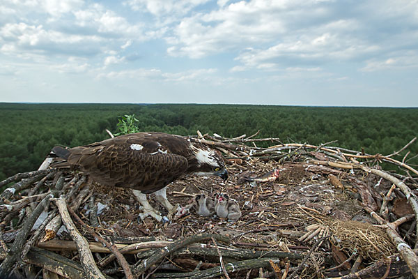 Fischadler (Pandion haliaetus)