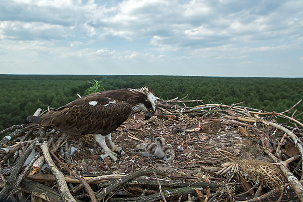 Fischadler (Pandion haliaetus)