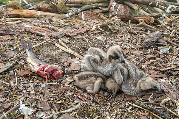 Fischadler (Pandion haliaetus)