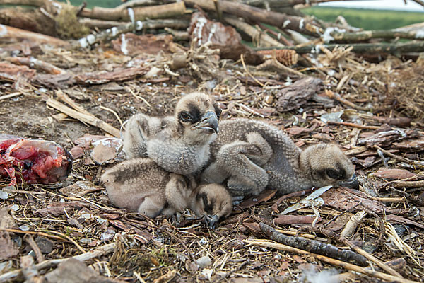 Fischadler (Pandion haliaetus)