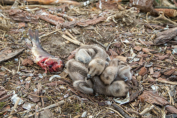 Fischadler (Pandion haliaetus)