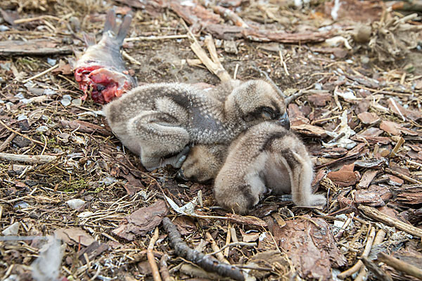 Fischadler (Pandion haliaetus)