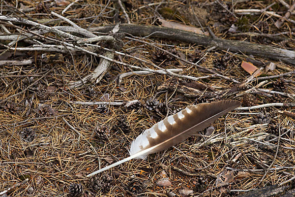 Fischadler (Pandion haliaetus)