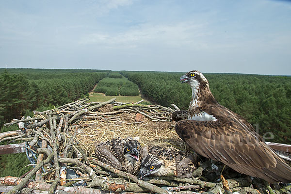 Fischadler (Pandion haliaetus)