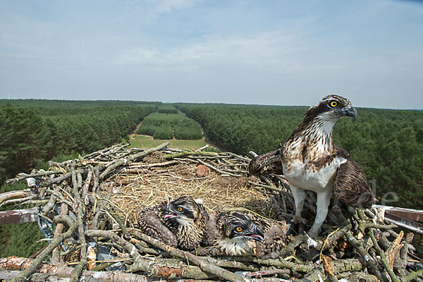 Fischadler (Pandion haliaetus)