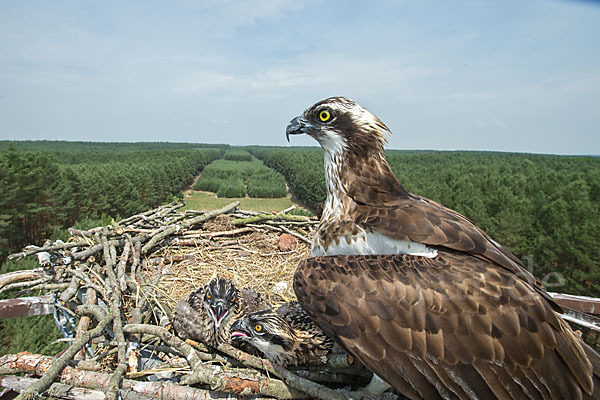 Fischadler (Pandion haliaetus)