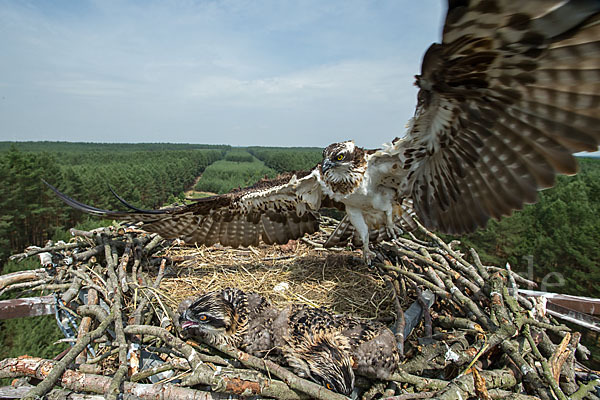 Fischadler (Pandion haliaetus)