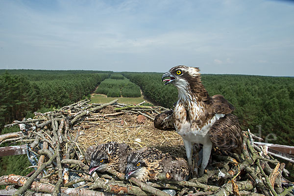 Fischadler (Pandion haliaetus)