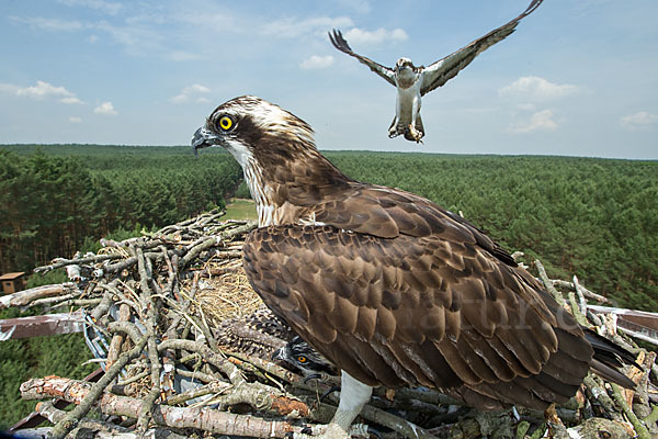 Fischadler (Pandion haliaetus)