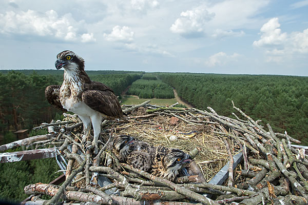 Fischadler (Pandion haliaetus)