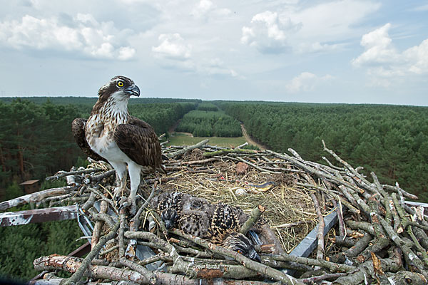 Fischadler (Pandion haliaetus)