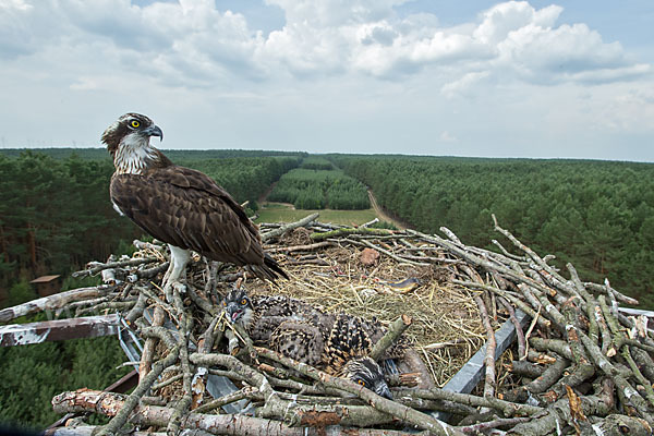 Fischadler (Pandion haliaetus)