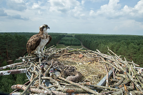 Fischadler (Pandion haliaetus)