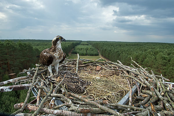 Fischadler (Pandion haliaetus)