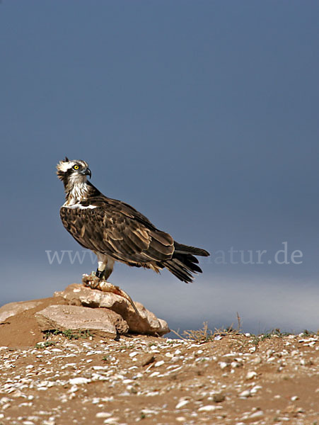 Fischadler (Pandion haliaetus)