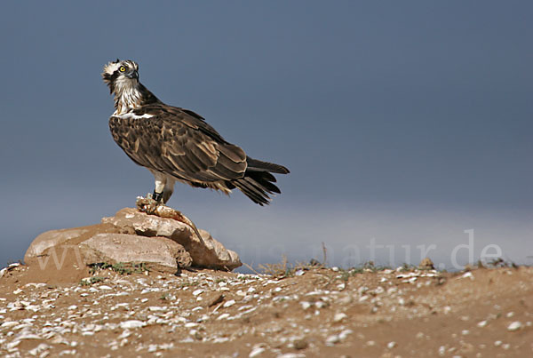 Fischadler (Pandion haliaetus)