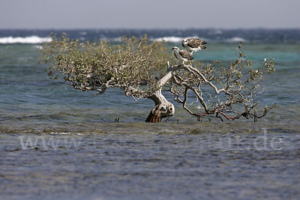 Fischadler (Pandion haliaetus)