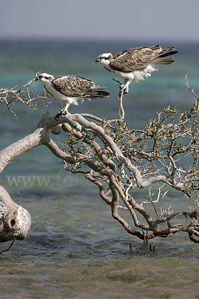 Fischadler (Pandion haliaetus)