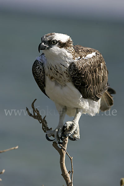 Fischadler (Pandion haliaetus)