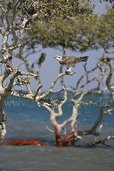 Fischadler (Pandion haliaetus)