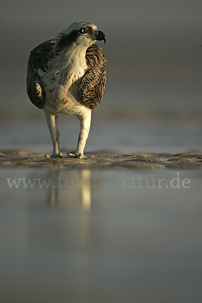 Fischadler (Pandion haliaetus)