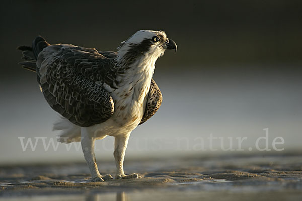 Fischadler (Pandion haliaetus)