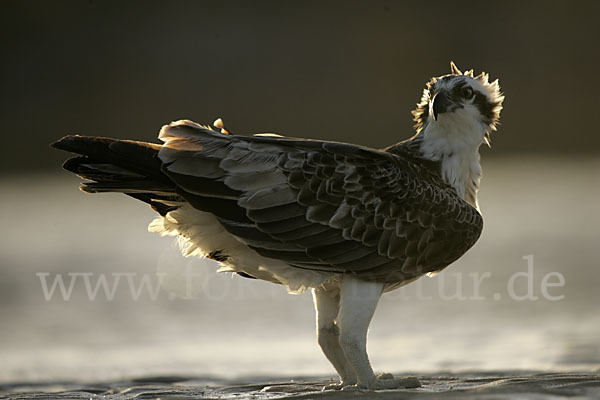 Fischadler (Pandion haliaetus)