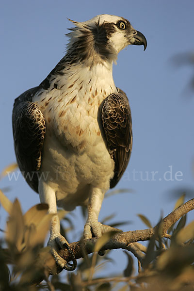 Fischadler (Pandion haliaetus)