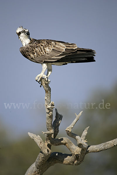 Fischadler (Pandion haliaetus)