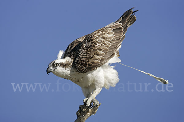 Fischadler (Pandion haliaetus)