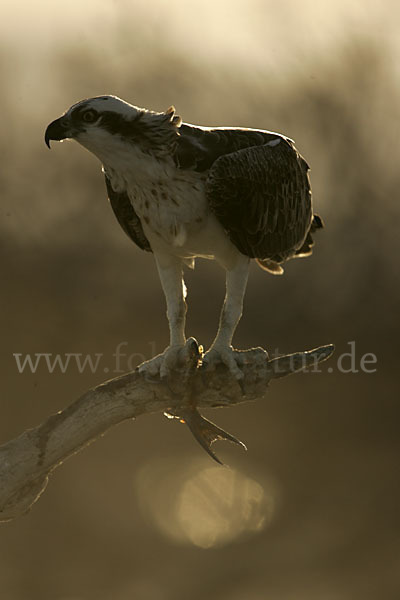 Fischadler (Pandion haliaetus)