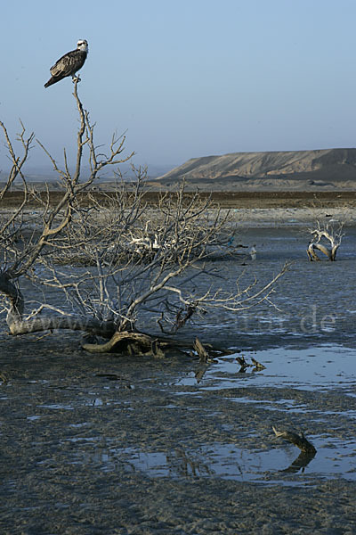 Fischadler (Pandion haliaetus)