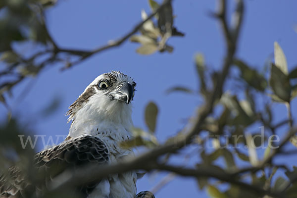 Fischadler (Pandion haliaetus)