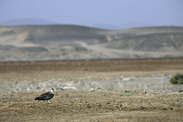 Fischadler (Pandion haliaetus)