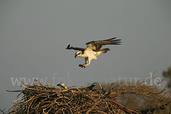 Fischadler (Pandion haliaetus)