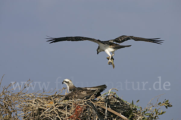 Fischadler (Pandion haliaetus)