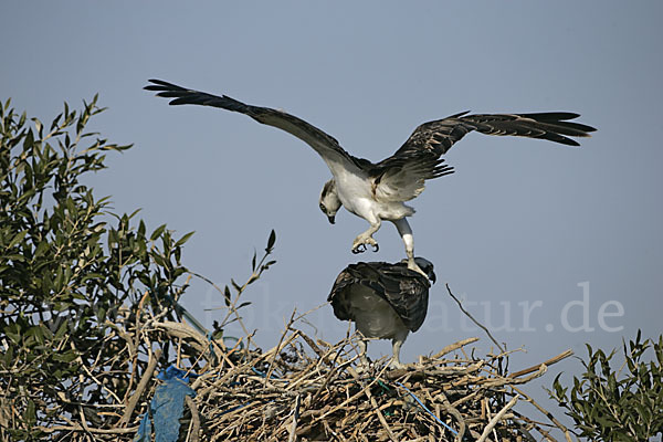 Fischadler (Pandion haliaetus)