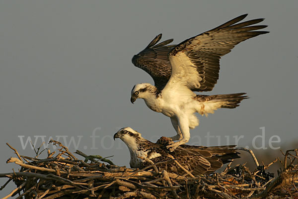 Fischadler (Pandion haliaetus)