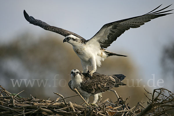 Fischadler (Pandion haliaetus)