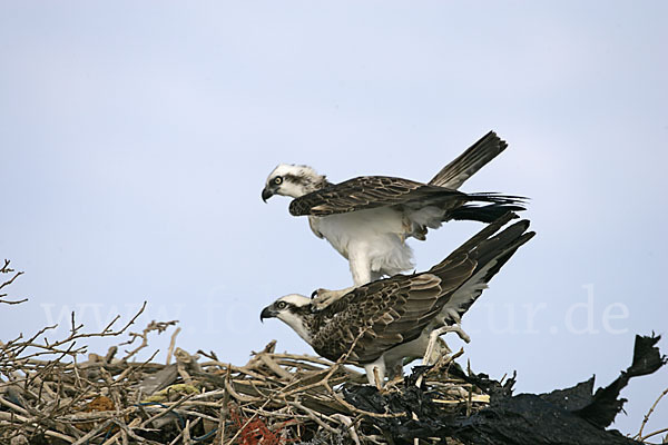 Fischadler (Pandion haliaetus)