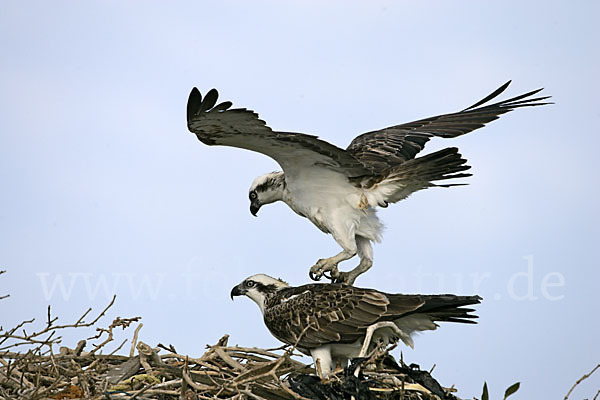 Fischadler (Pandion haliaetus)