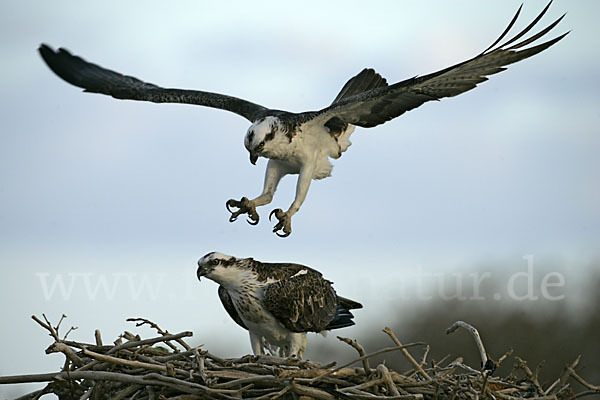 Fischadler (Pandion haliaetus)