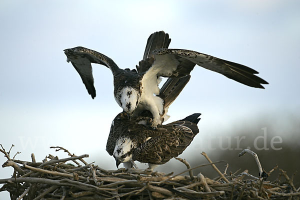 Fischadler (Pandion haliaetus)