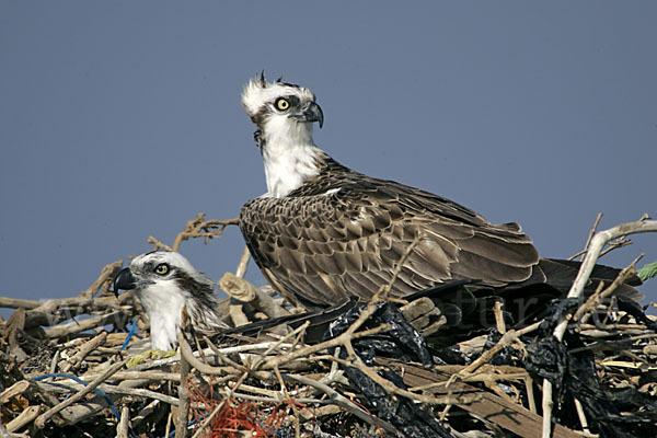 Fischadler (Pandion haliaetus)