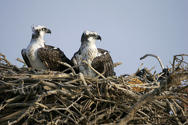 Fischadler (Pandion haliaetus)