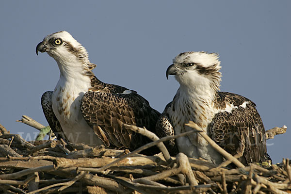 Fischadler (Pandion haliaetus)