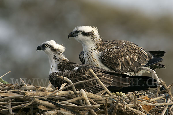 Fischadler (Pandion haliaetus)