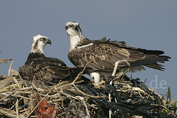 Fischadler (Pandion haliaetus)