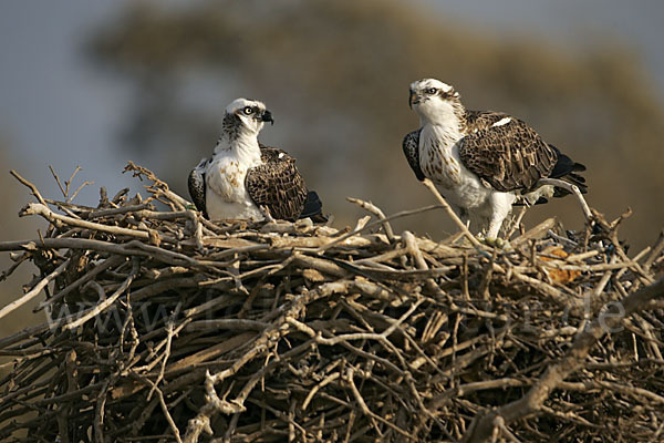 Fischadler (Pandion haliaetus)